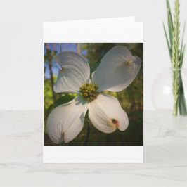 Dogwood Blossom, tarjeta