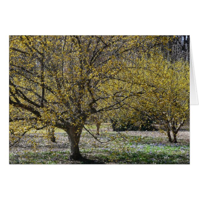 Dogwood de cerezo corneliano y gloria de la nieve (Anverso (Horizontal))