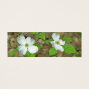 Dogwood de la primavera