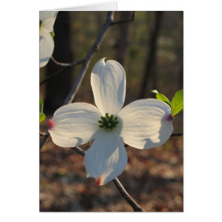 Dogwood florida - Personalizado2