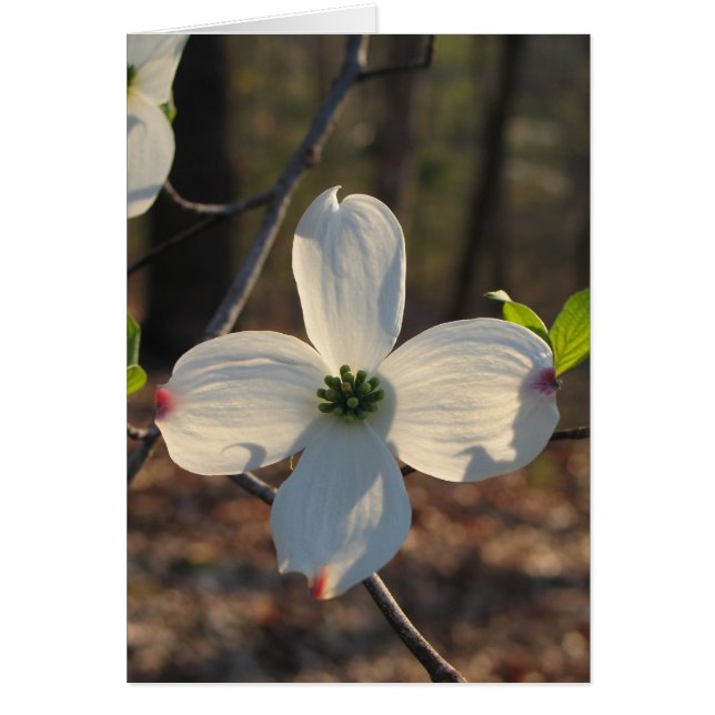 Dogwood florida - Personalizado2 (Frente)