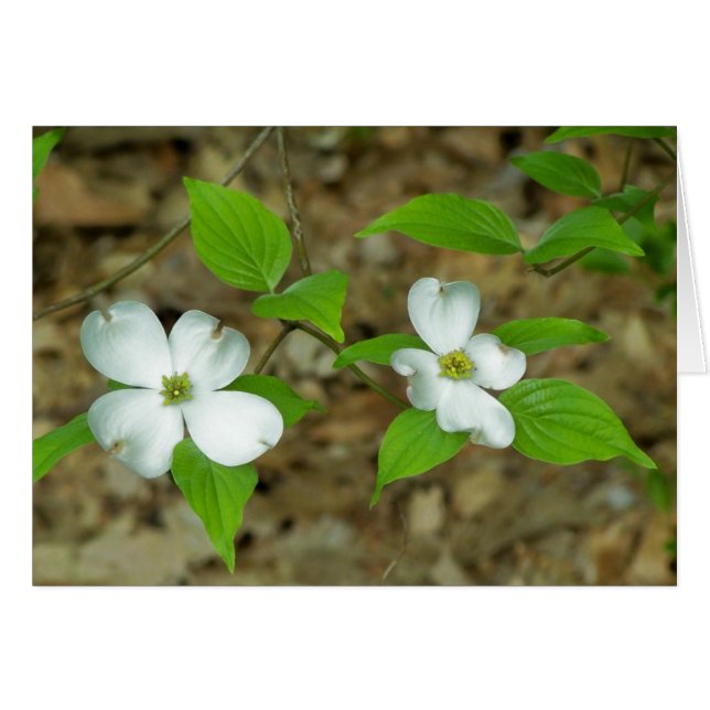 Dogwood Note II (Anverso (Horizontal))