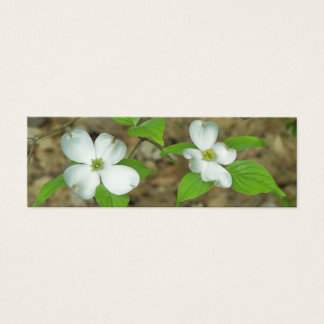 Dogwood primavera