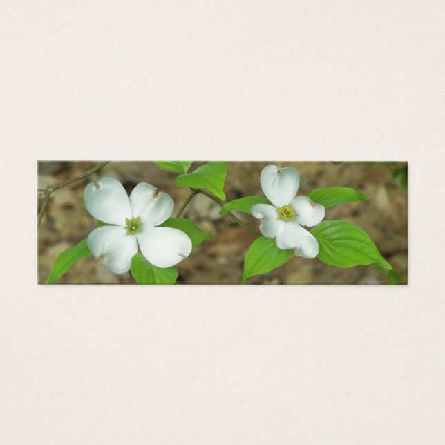 Dogwood primavera (Frente)
