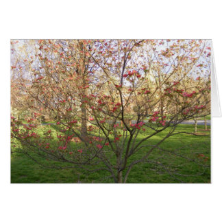 Dogwood rojo floreciente