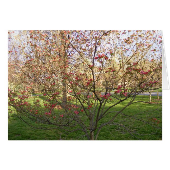 Dogwood rojo floreciente (Anverso (Horizontal))