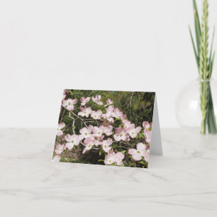 Dogwood rosa