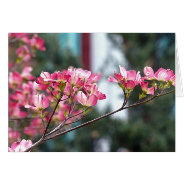 Dogwood rosa (Anverso (Horizontal))