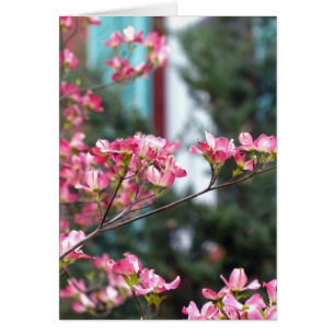 Dogwood rosa