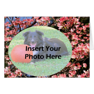 Dogwood rosa Blossoms Floral Photo Card