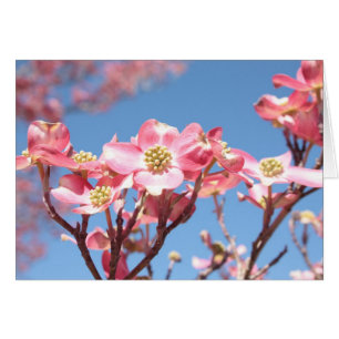 Dogwoods rosa