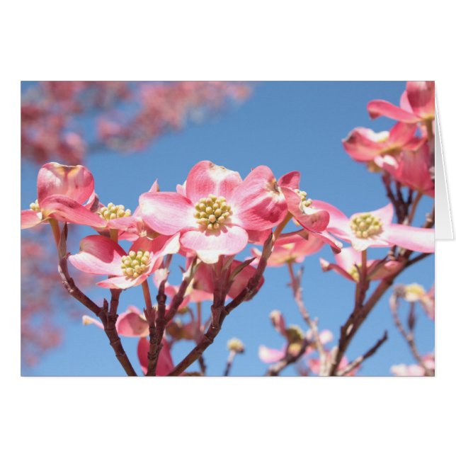 Dogwoods rosa (Anverso (Horizontal))