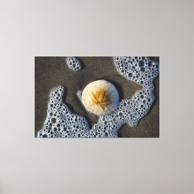 Dólar de arena en la foto de arte Surf Beach Canva (Anverso)