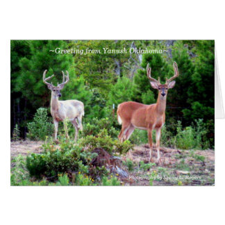 dólares del ~Two en Rogers Mountain~