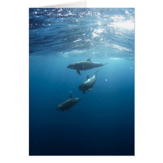 Dolphin Family Underwater (Frente)