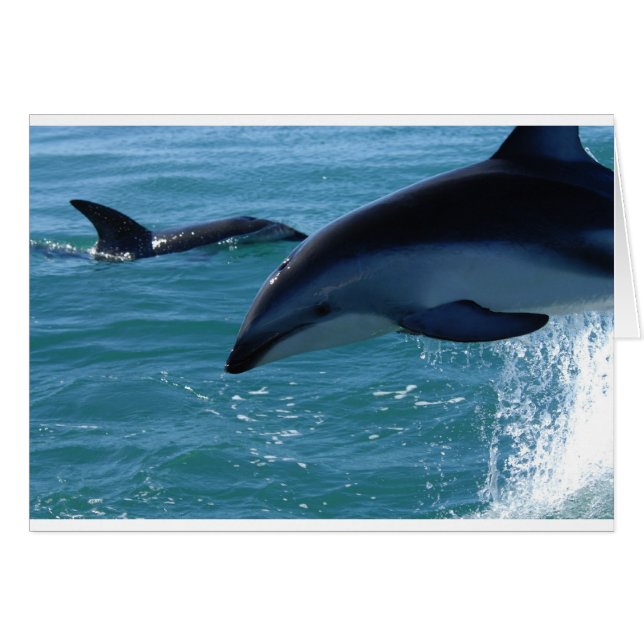 Dolphin Splash Destiny Beach Ocean Nature (Anverso (Horizontal))