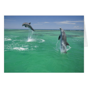 Dolphins Bottlenose Tursiops truncatus