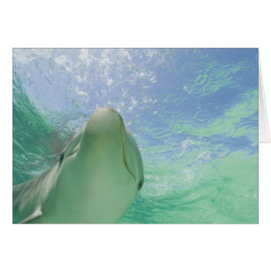 Dolphins bottlenose Tursiops truncatus)