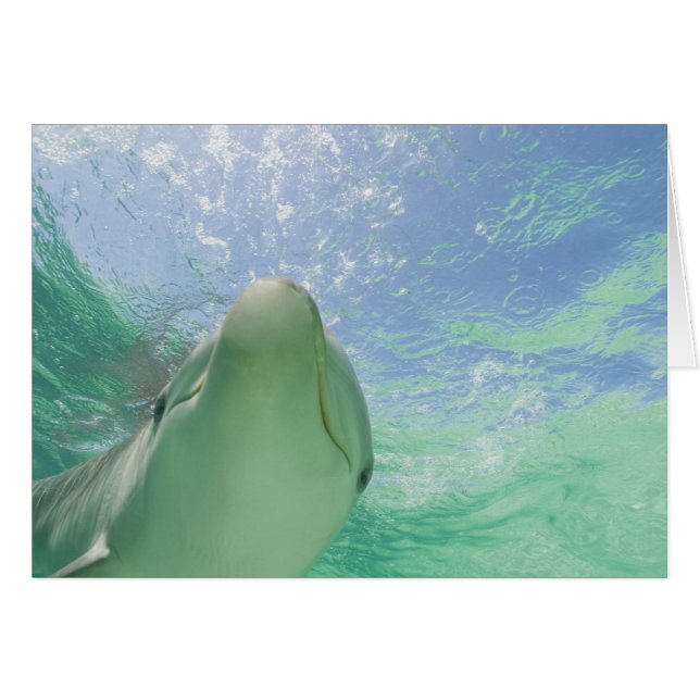 Dolphins bottlenose Tursiops truncatus) (Anverso (Horizontal))