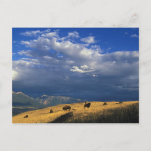 Donde el búfalo vaga por la postal