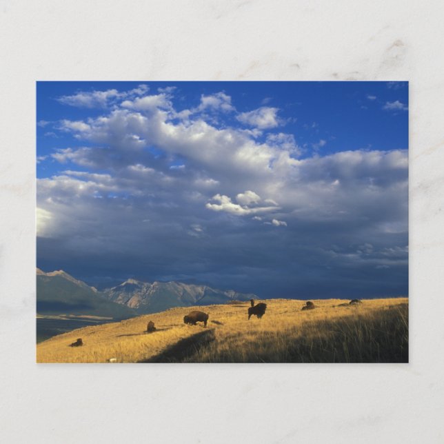 Donde el búfalo vaga por la postal (Anverso)