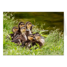 ¿Dónde está mamá?