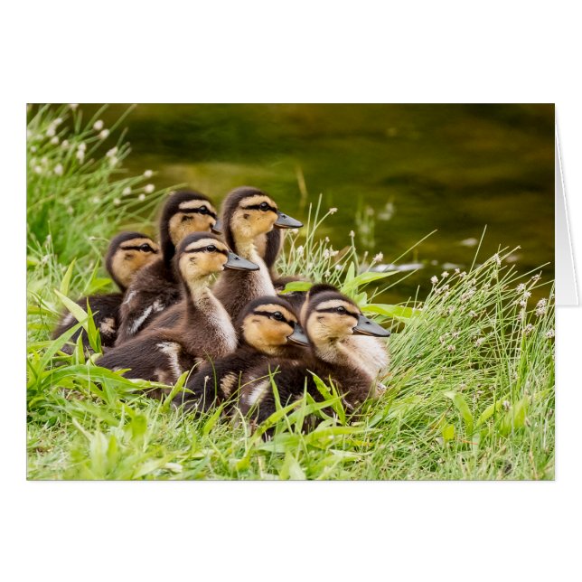 ¿Dónde está mamá? (Anverso (Horizontal))