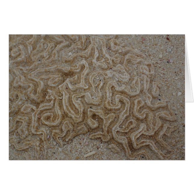 ¿Dónde está su cerebro? (Anverso (Horizontal))