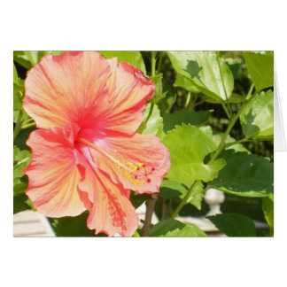 Donde florecen las flores así que espera