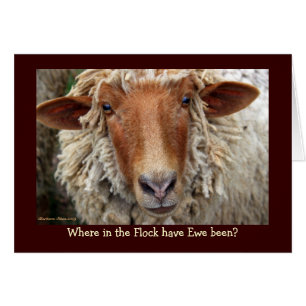 ¿Dónde ha estado Ewe en el rebaño?