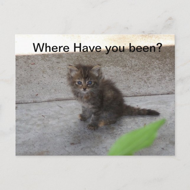 ¿Dónde has estado la tarjeta postal de Kitten 075? (Anverso)
