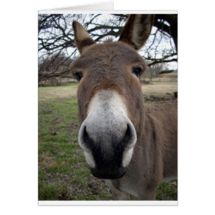 DONKEY