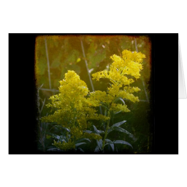 Dorado 2 (Anverso (Horizontal))