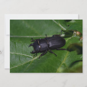 Dorcus parallelipipedus , el escarabajo de menor t