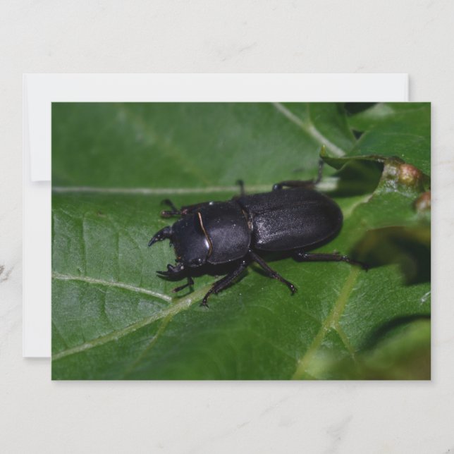Dorcus parallelipipedus , el escarabajo de menor t (Anverso)