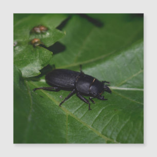 Dorcus parallelipipedus , el escarabajo de menor t