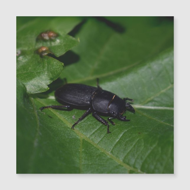 Dorcus parallelipipedus , el escarabajo de menor t (Anverso)