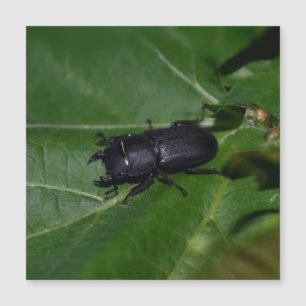 Dorcus parallelipipedus , el escarabajo de menor t