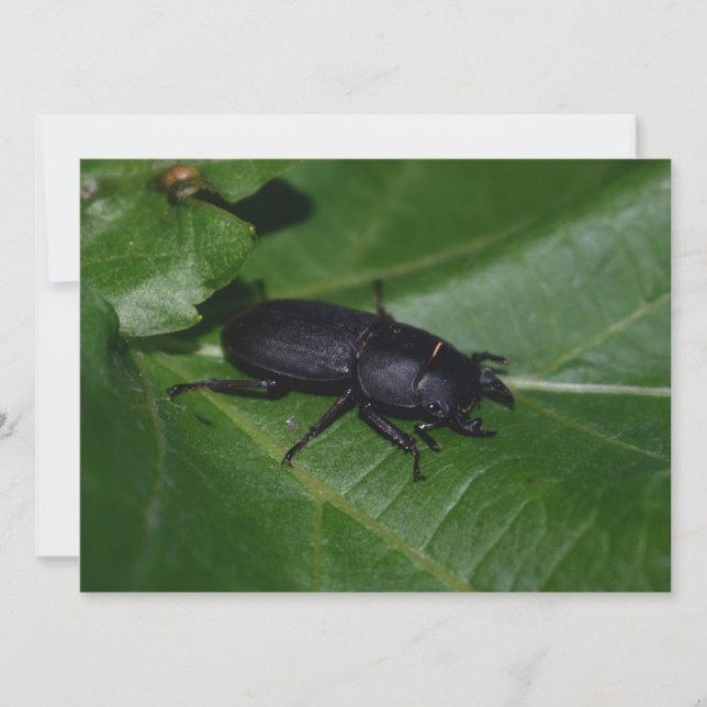 Dorcus parallelipipedus , el escarabajo de menor t (Anverso)