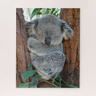 Dormido Koala, rompecabezas de Jigsaw