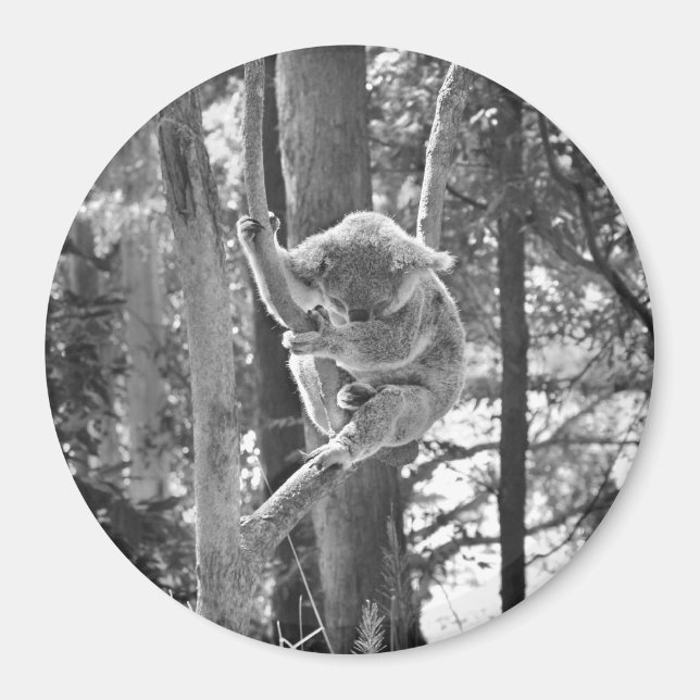 Dormir el oso de Koala ~ imán (Frente)