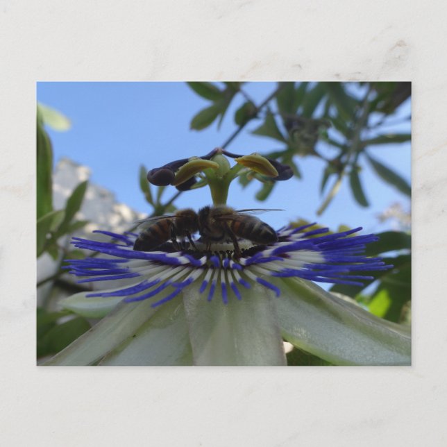 Dos abejas en la tarjeta de postales de la flor de (Anverso)