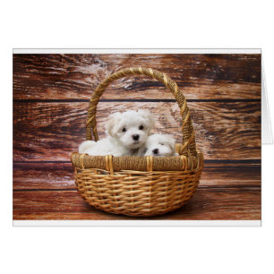 Dos adorables cachorros malteses sentados en una c