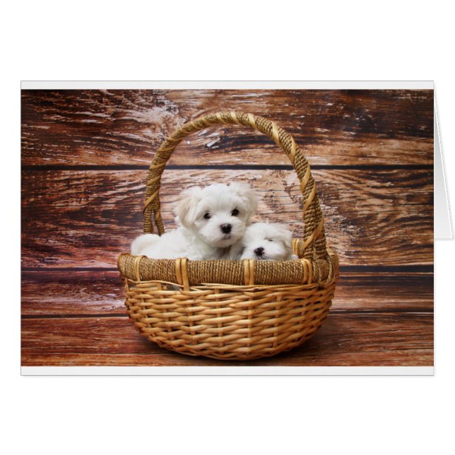 Dos adorables cachorros malteses sentados en una c (Anverso (Horizontal))