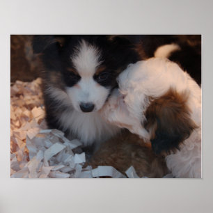 Dos adorables cachorros nublados poster impresión