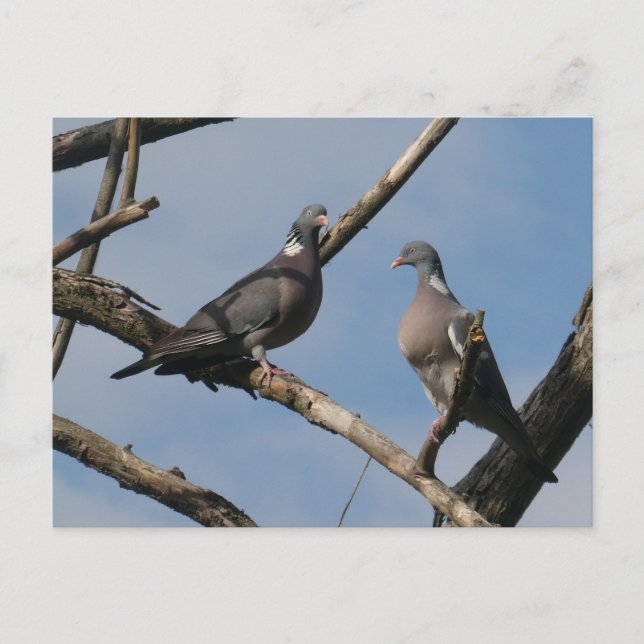 Dos adorables palomas de madera Tarjeta postal DIY (Anverso)