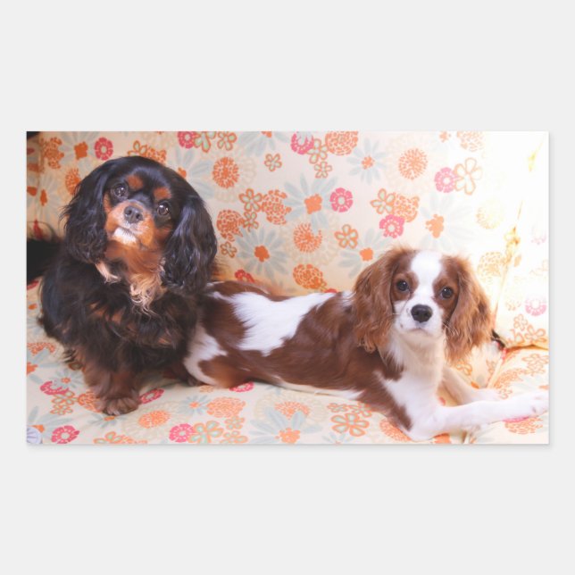Dos adorables pegatinas de Cavalier King Charles S (Anverso)