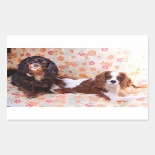 Dos adorables pegatinas de Cavalier King Charles S