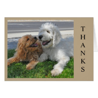 ¡Dos amigos goldendoodle cachorritos!