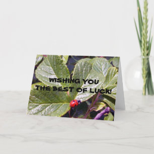 Dos años de la mariquita de la tarjeta de